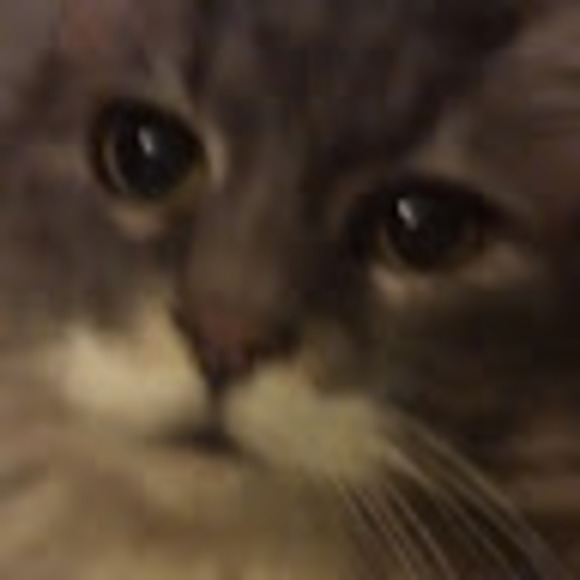 Meet your Posher, Nikkita - Picture 1 of 1